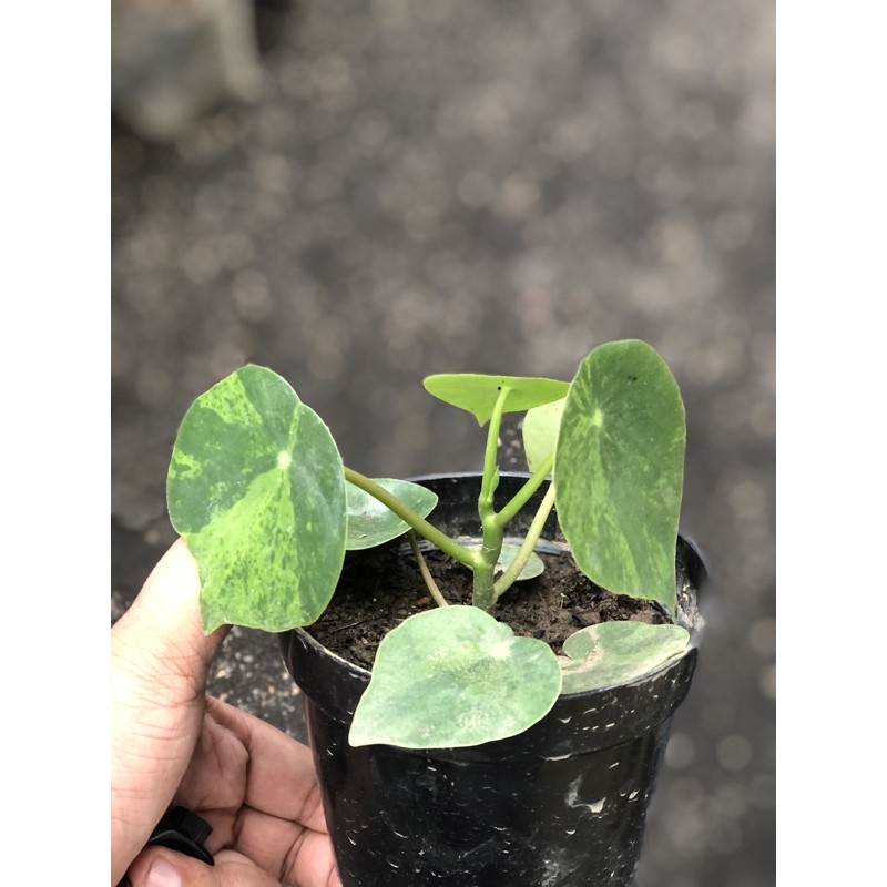 peperomia raindrop variegata