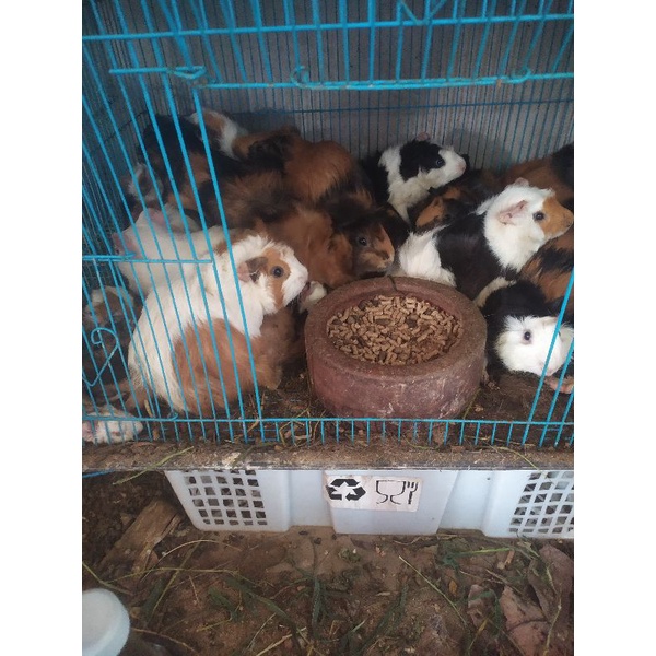 indukan marmut lokal/Abyssinian