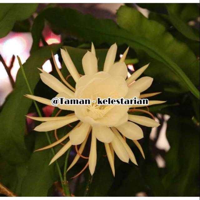 Bibit wijaya kusuma bunga kuning muda - tanaman wijaya kusuma