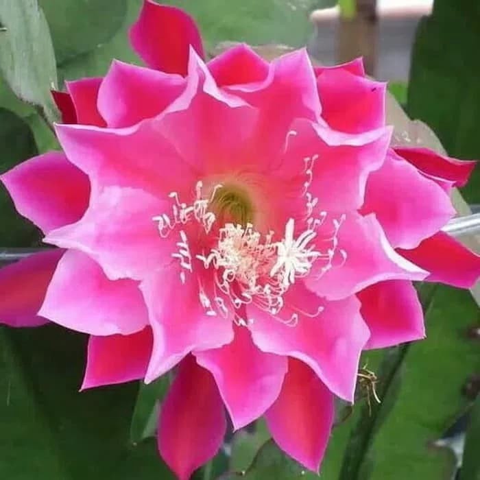 promo tanaman hias wijaya kusuma bunga Pink - wijaya kusuma murah-tanaman bunga hidup-bunga gantung tanaman hias-tanaman bunga hidup-bunga gantung hidup