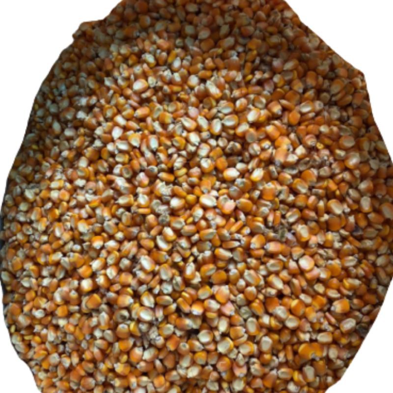 JAGUNG KERING/5KG