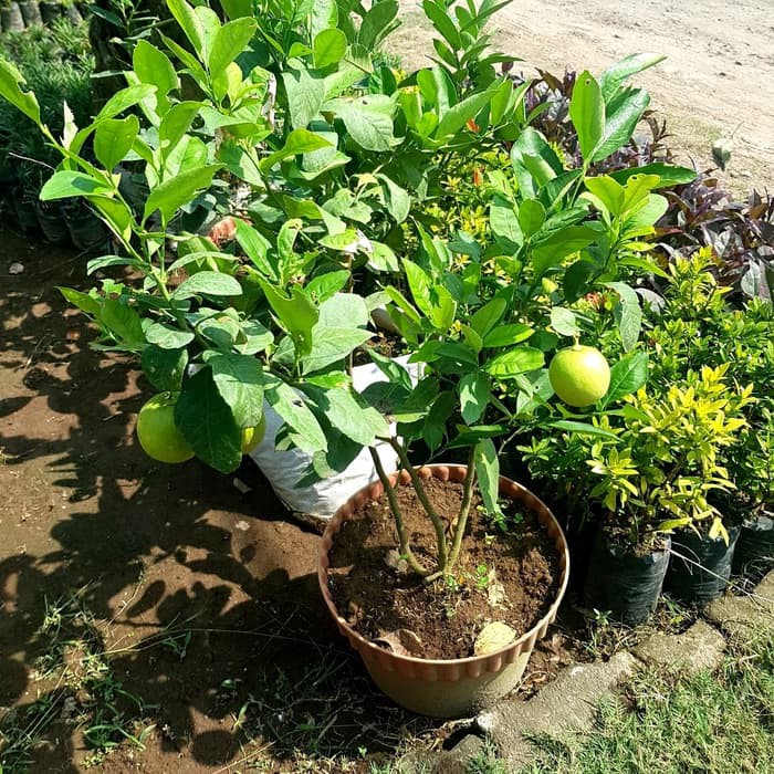 Bibit Tanaman Buah Jeruk Lemon Lokal Cangkok