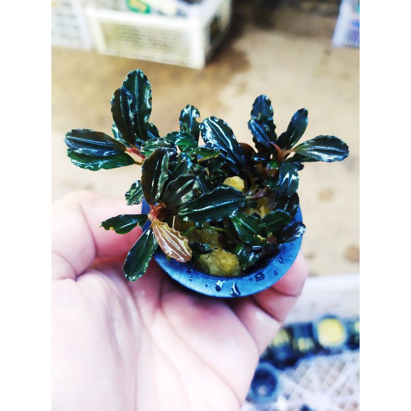 bucephalandra brownie amanda