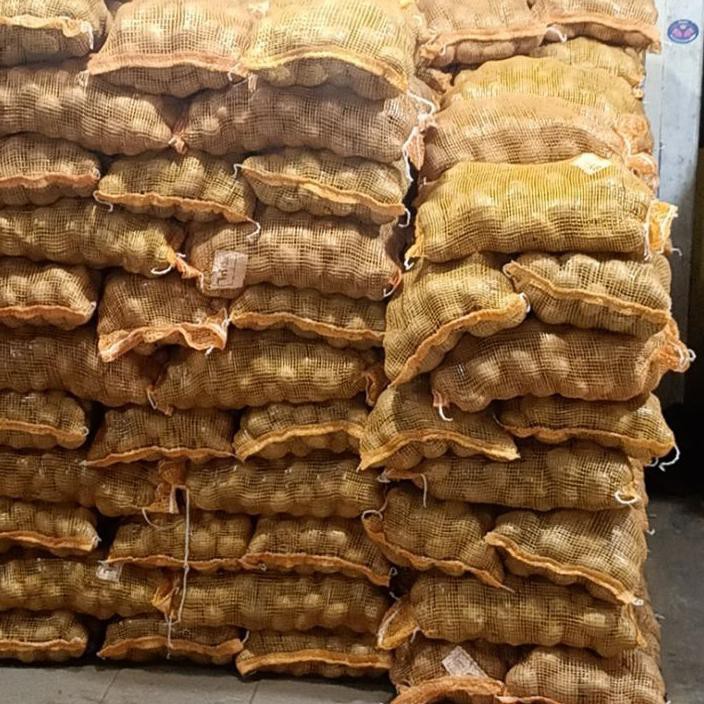 

Telah Hadir Kentang besar super/kentang dieng kuning 1kg FG3,,,