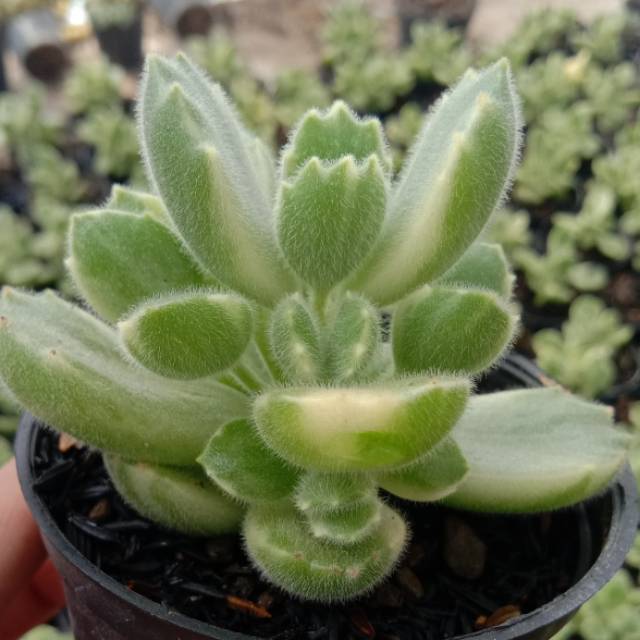 Kaktus Sukulen Cotyledon variegata