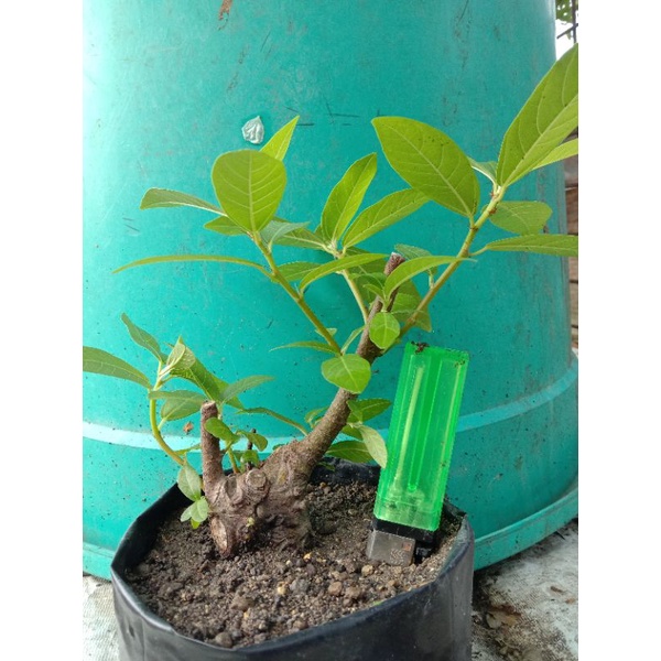 Bahan bonsai loa bogel mame.