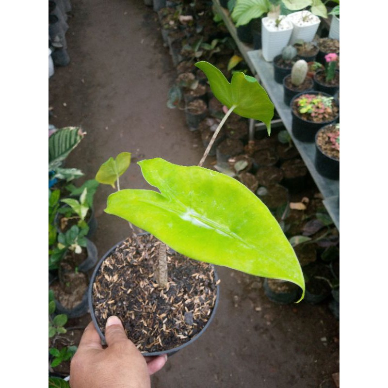 tanaman hias alocasia zebrina
