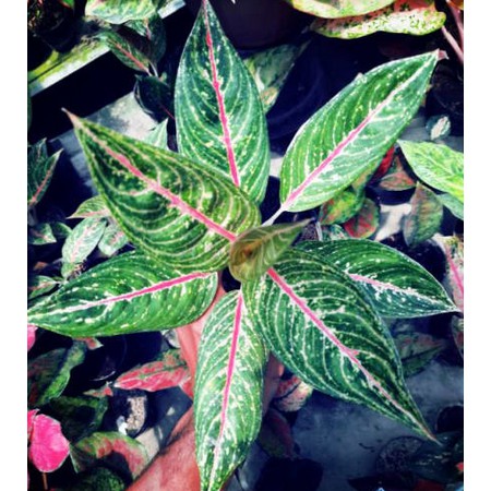 Legacy Hijau Aglonema Murah Ijo Lagecy Legeci Tanaman Hias Bunga Bibit Benih Pohon