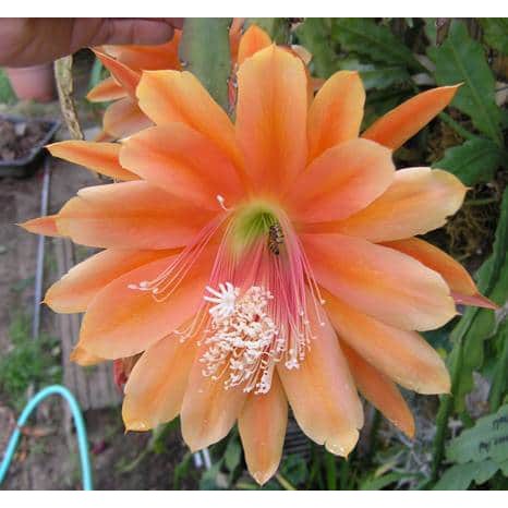 tanaman wijaya kusuma king midas Bibit bunga besar Epiphyllum (Bergaransi)