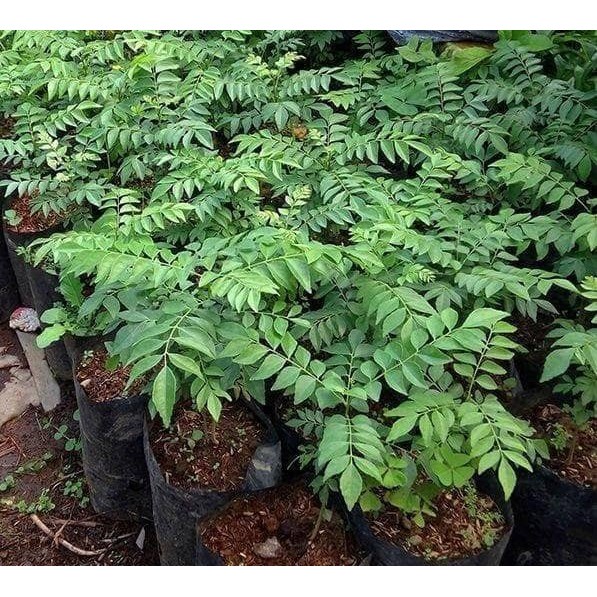 Bibit Tanaman Salam Koja Daun Kari Pohon Kari Untuk Bumbu Masakan-1