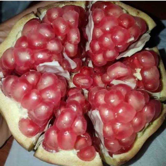 avievaiva