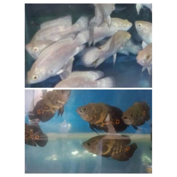 ikan Oscar Tiger hitam albino ukuran 4 cm