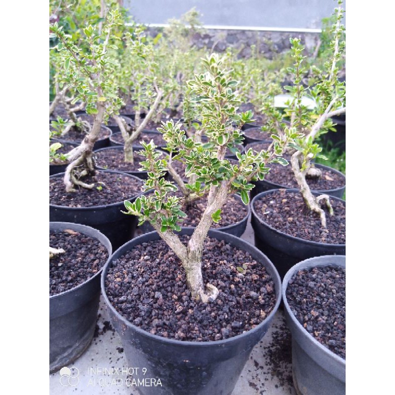 BONSAI MAME BAHAN SETENGAH JADI SERISA DAN HINGKIP/MIRTEN