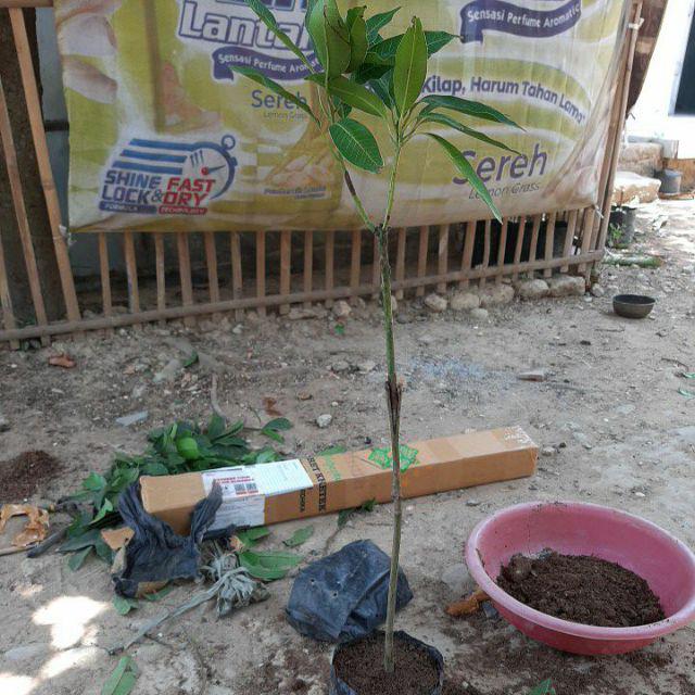 Bibit Buah Mangga Chokanan Supermurah