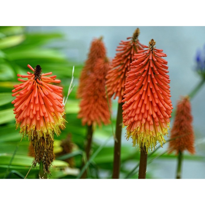 Benih Bibit Biji - Bunga Red Hot Poker / Kniphofia Crown Hybrid Flower Seeds - IMPORT