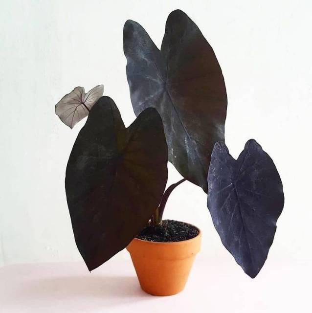 Tanaman Hias Colocasia Black Magic Keladi Hitam Shopee Indonesia