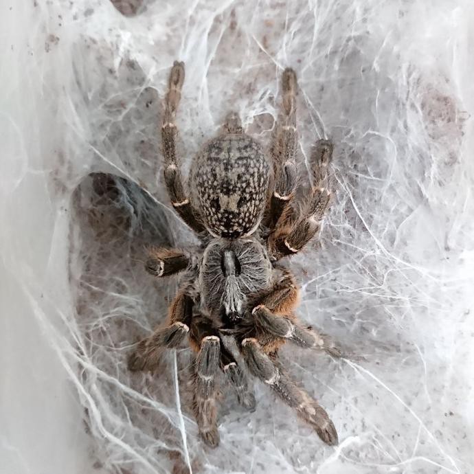 Ready Oke] Tarantula Bertanduk, C.Darlingi Size Juve 4-5 Cm