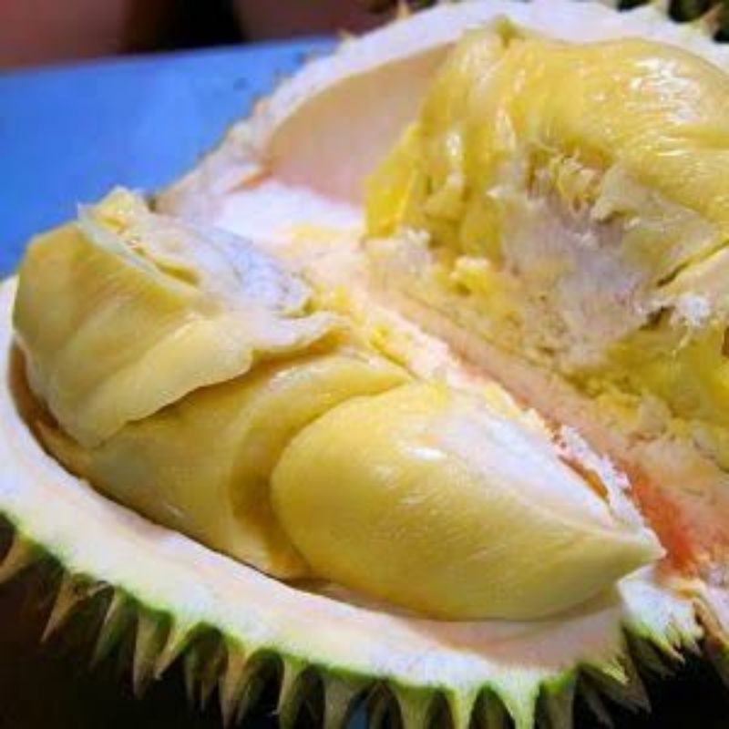 

durian montong unggul