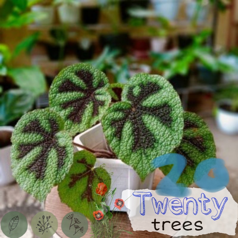 Tanaman hias begonia iron cross - begonia tapak macan / Tanaman hias hidup / tanaman hias / tanaman 