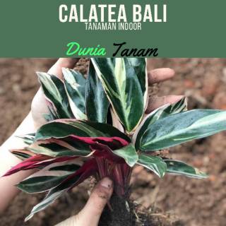  Tanaman  hias  Calatea Meranti Bali benih tanaman  bibit 