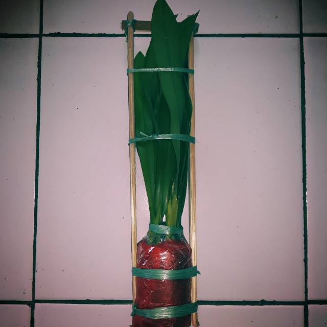 Bibit Anggrek Hutan Murah