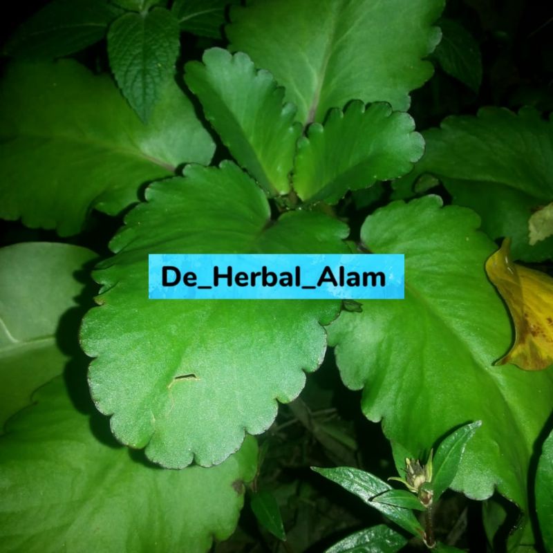

Daun Cocor Bebek Sosor Bebek daun buntiris segar fres 500 gram