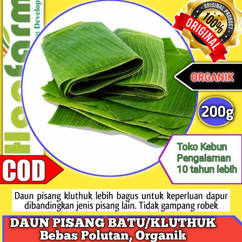 

DAUN PISANG BATU TIDAK MUDAH ROBEK FRESH BERSIH ORGANIK PERGULUNG 200 GRAM