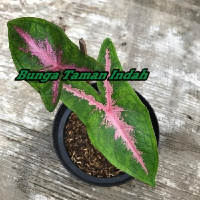 Tanaman Hias Caladium Pink Rabbit - Keladi Pink Rabbit