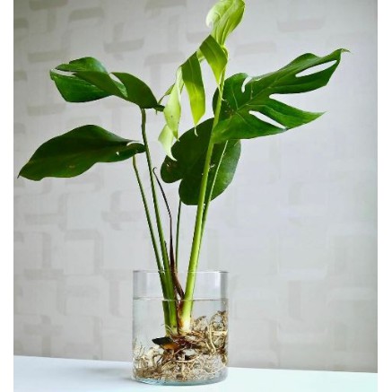 Naindo tempat bunga hidup vas tabung (tanpa bunga) hiasan ruang tamu & kantor- vas meja