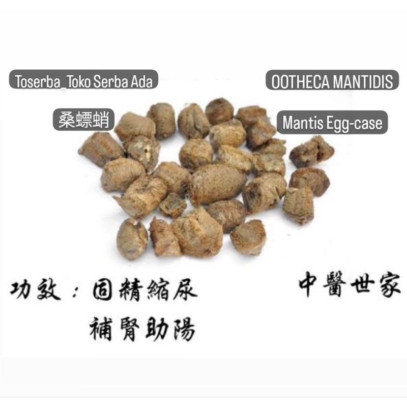 

100gr Sang Piao Xiao 桑螵蛸 Ootheca Mantidis Mantis Egg Case