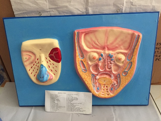 Model Penampang Hidung /Torso/ Alat Peraga pendidikan / Anatomi