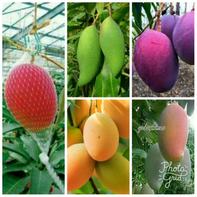 Paket Bibit mangga import 6 pohon