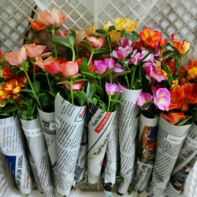  Paket  Warna  Warni Bunga  Krokot Mossrose Portulaca 