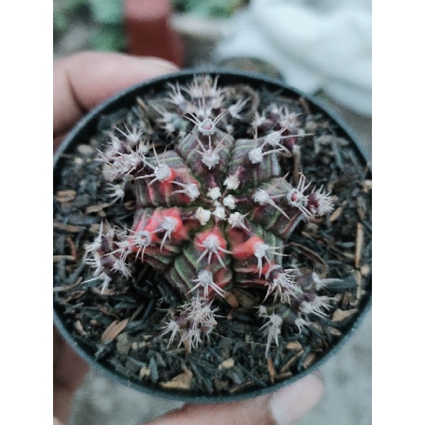 kaktus gymno red tiger