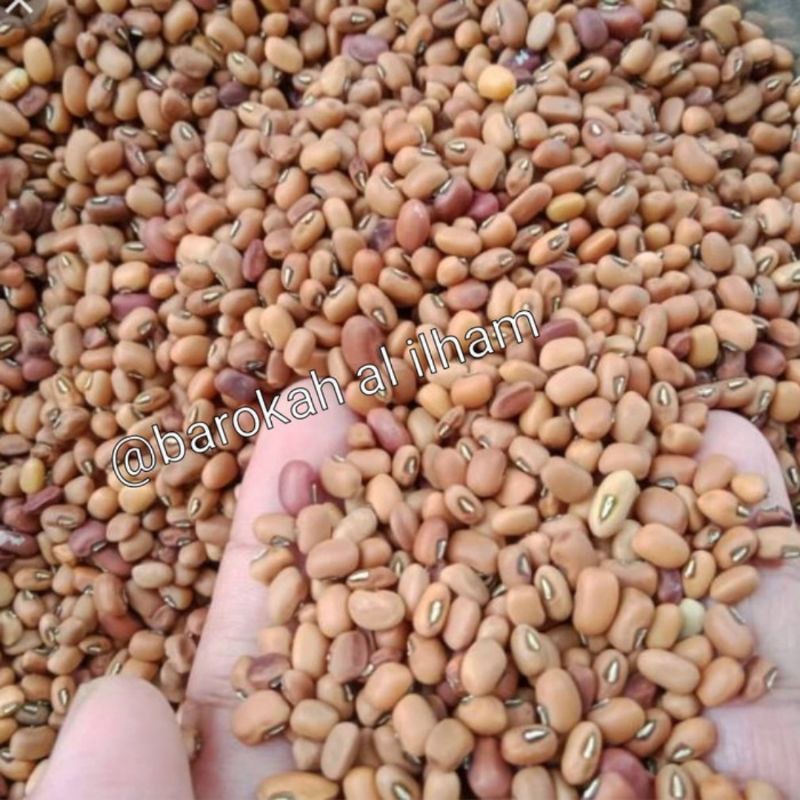 

500 grm || Kacang Tholo Tolo Kualitas Super - Yogyakarta