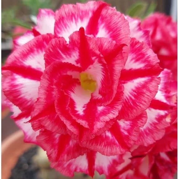 Tanaman Hias Adenium  PHET MONG KON (PMK) (Size A) .(``Tanaman Hidup-Bunga Hidup Murah'')