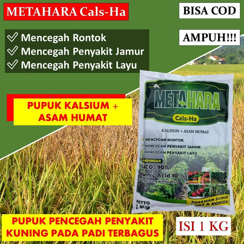 pupuk metahara 1 kg Pupuk Kalsium Untuk Tanaman Padi terbaik - Pupuk Pelebat Buah Untuk Padi terlari