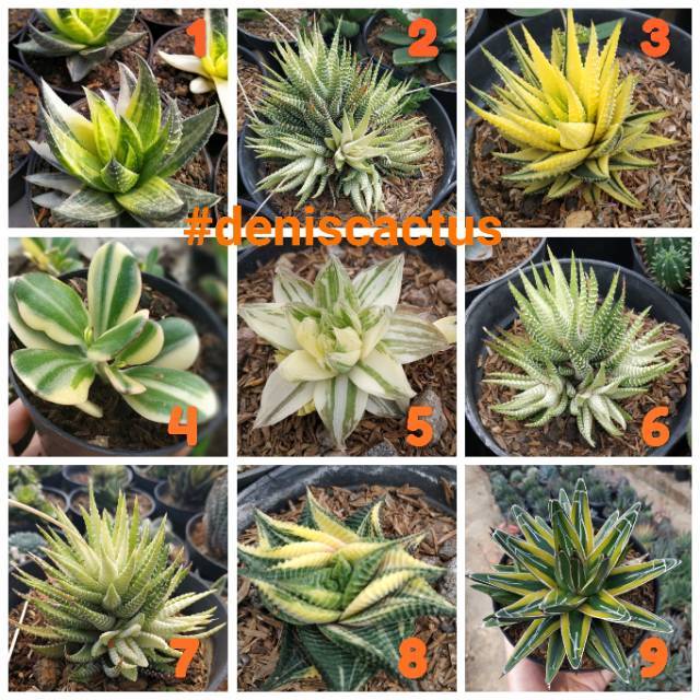 Variega Sekulen - jenis langka