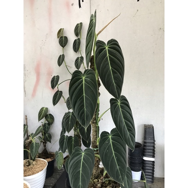 philodendron melano crysum / melano