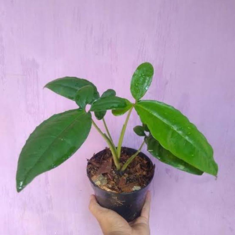 tanaman hias syngonium auritum