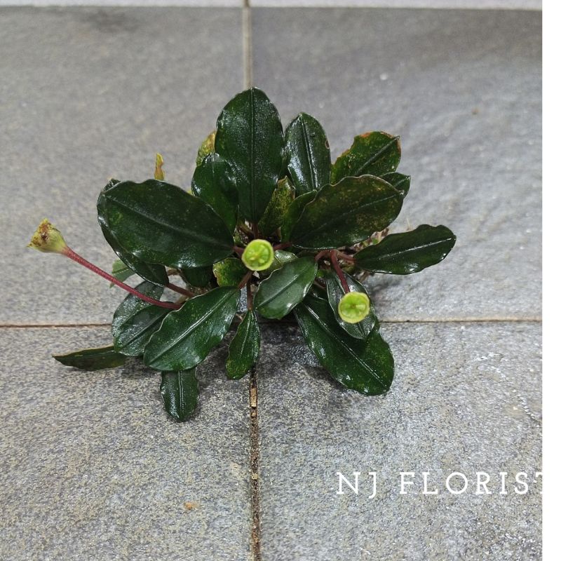 bucephalandra medium clump perons