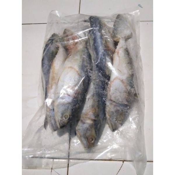 

ikan kembung