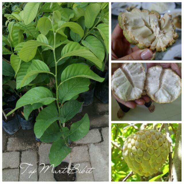 Bibit Tanaman Srikaya Jumbo Tanpa Biji