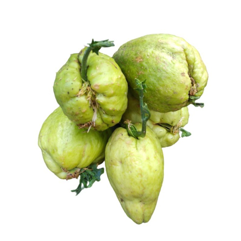 

BIBIT LABU SIAM 5KG