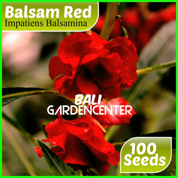 Isi 100 Benih Biji Bunga Pacar Air - Pacar Air Merah