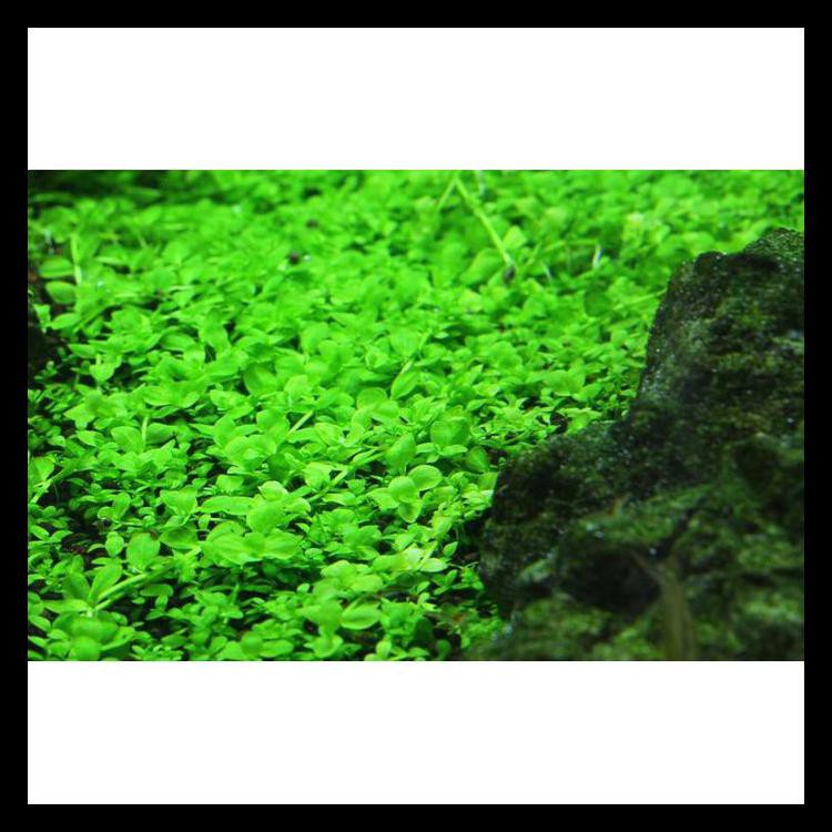 Bibit Benih Tanaman Air Carpet Seed Aquascape Aquarium - Monte Carlo