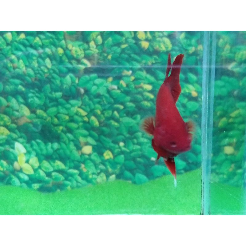 S120 Realpic Cupang PK Super Red