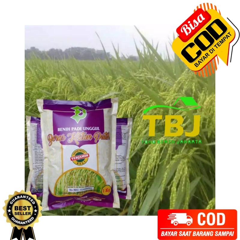 PADI KETAN PUTIH / KETAN GRENDEL PREMIUM LOKA