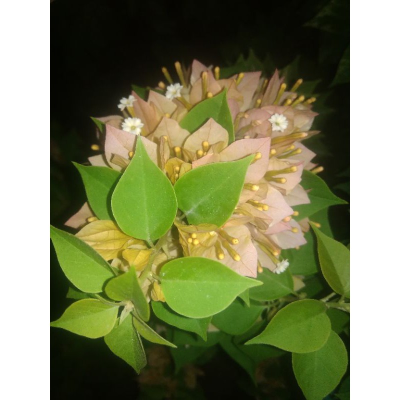 

(bibit ori) Singapure kuning daun hijau