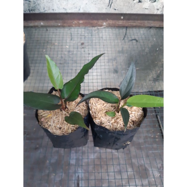 anthurium paketan black ( black beuty dan black dragon )